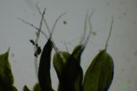 Tortula muralis