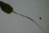 Tortula muralis