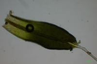Tortula muralis