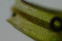 Tortula muralis