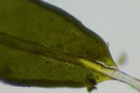 Tortula muralis