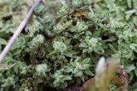 Encalypta streptocarpa