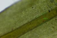 Encalypta streptocarpa