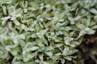 Encalypta streptocarpa