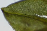 Encalypta streptocarpa