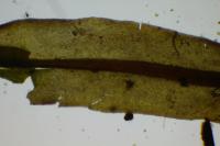 Encalypta streptocarpa