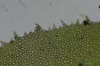 Plagiochila porelloides