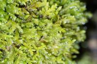 Plagiochila porelloides