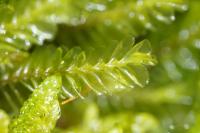 Plagiochila porelloides