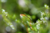 Hypnum cupressiforme