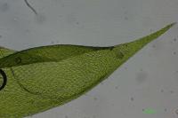 Hypnum cupressiforme