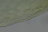 Homalothecium lutescens