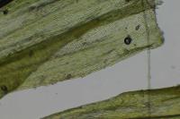 Homalothecium lutescens