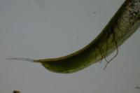 Syntrichia laevipila