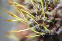 Syntrichia laevipila