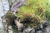 Syntrichia laevipila
