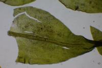 Anomodon viticulosus