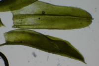 Barbula unguiculata