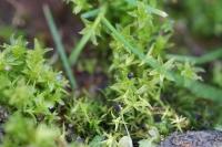 Barbula unguiculata
