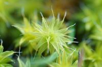 Syntrichia ruraliformis
