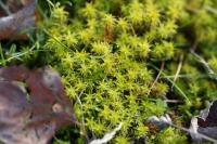 Syntrichia ruraliformis