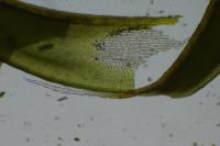 Syntrichia ruraliformis