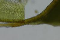 Syntrichia ruraliformis