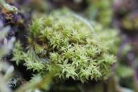 Zygodon viridissimus