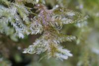 Alleniella complanata