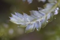 Alleniella complanata