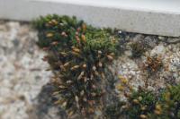 Orthotrichum anomalum