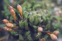 Orthotrichum anomalum