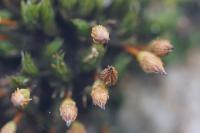 Orthotrichum anomalum