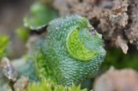 Lunularia cruciata