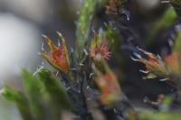 Schistidium crassipilum