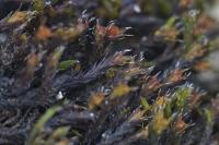 Schistidium crassipilum