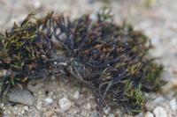 Schistidium crassipilum