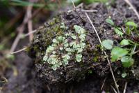Riccia sorocarpa
