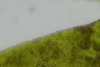 Fissidens taxifolius