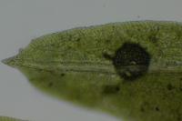 Fissidens taxifolius