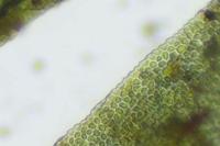 Fissidens taxifolius