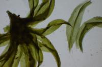 Zygodon viridissimus