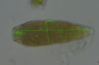 Zygodon viridissimus