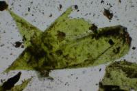 Oxyrrhynchium speciosum