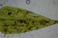 Brachythecium mildeanum