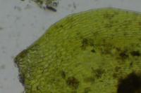 Brachythecium mildeanum