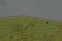 Brachythecium mildeanum