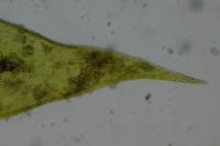 Brachythecium mildeanum