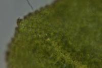 Encalypta streptocarpa