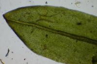 Encalypta streptocarpa